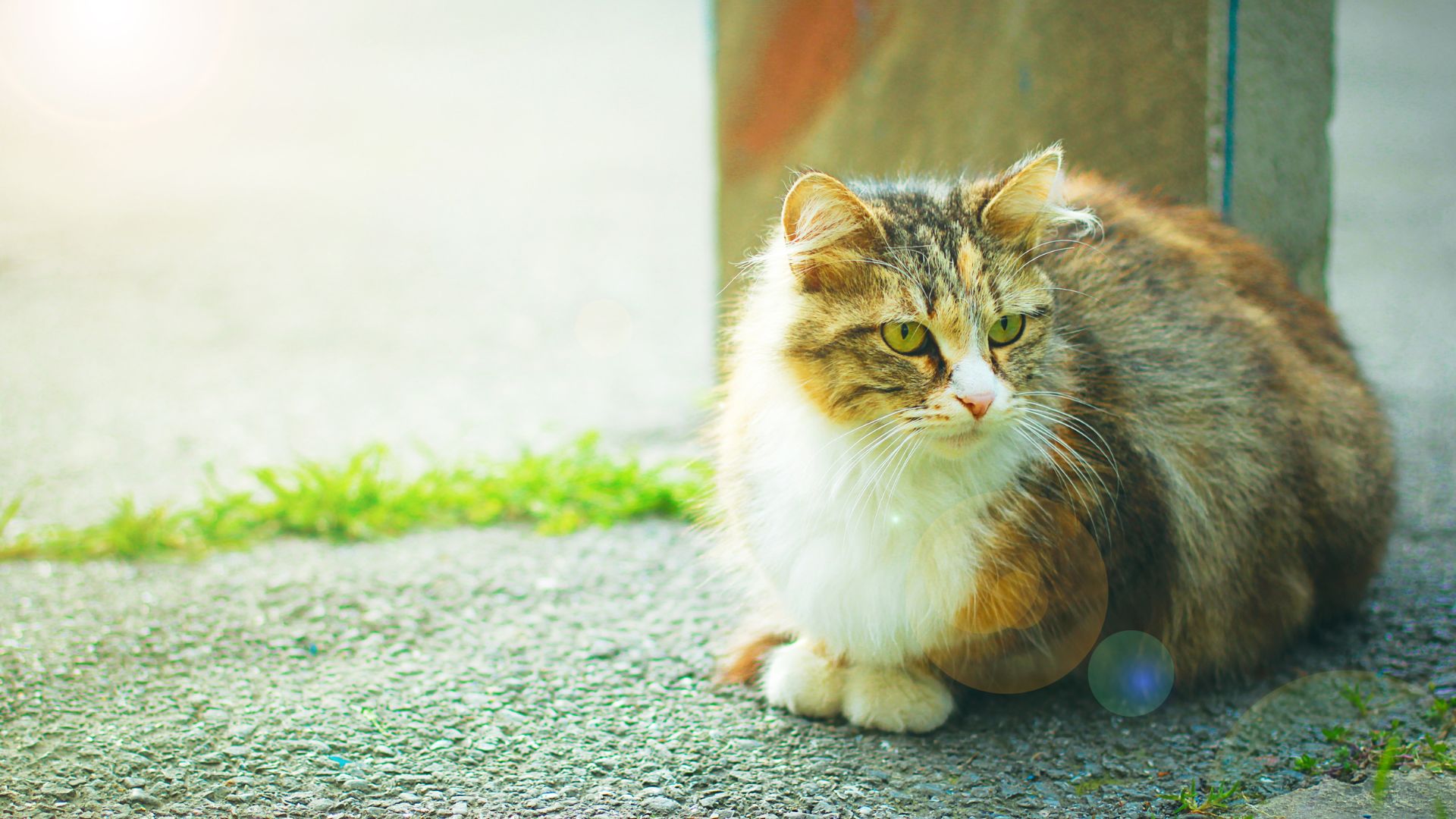 cute cat sitting under sunlight