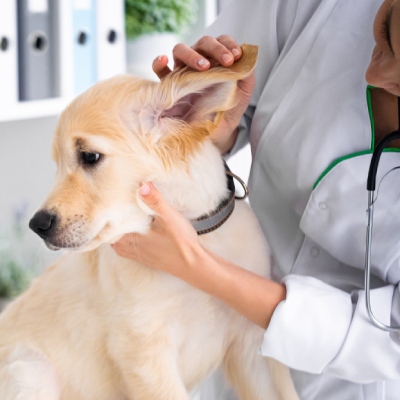 Pet Hospitalization