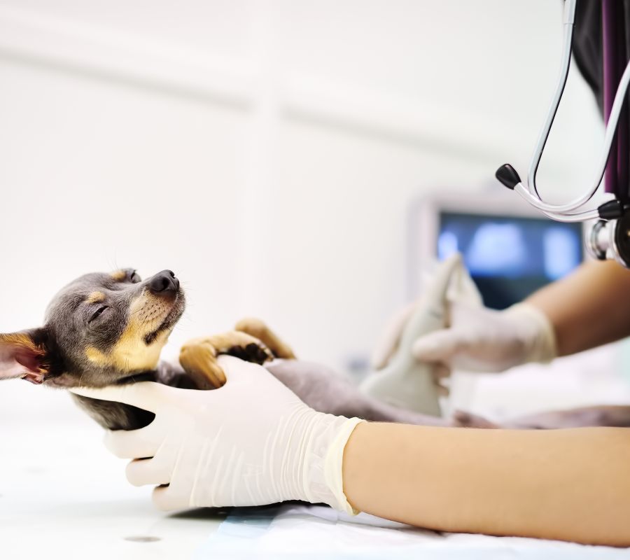 Pet Radiology