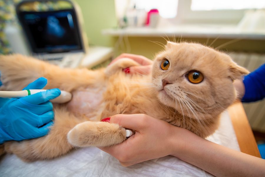 Pet Ultrasonography