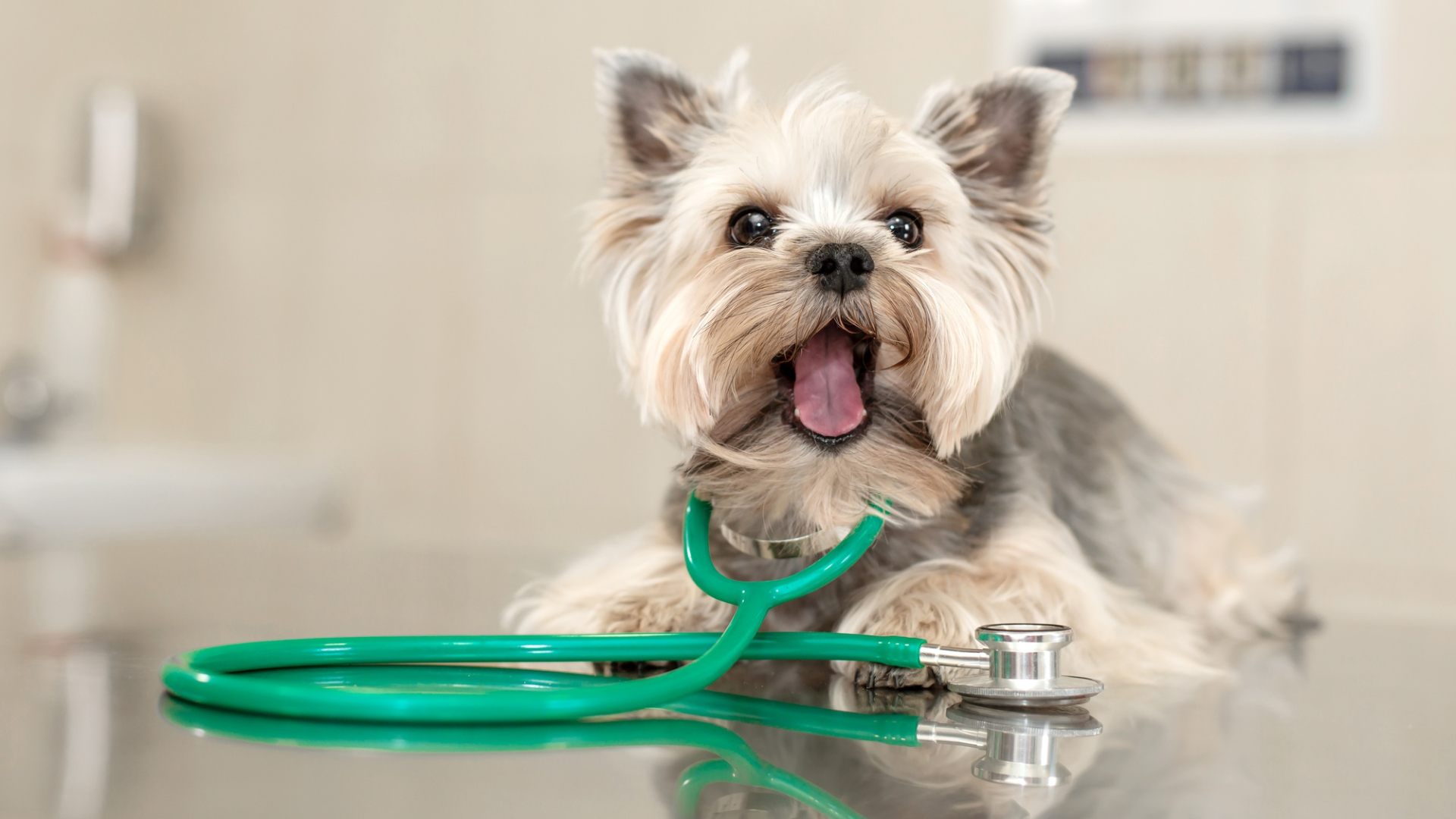 Pet Wellness Exams In Corpus Christi, TX Southside AH