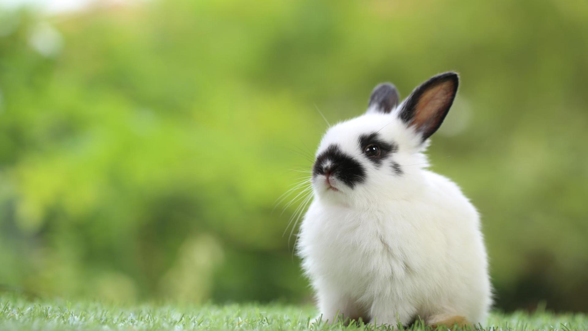 black and white bunny outside