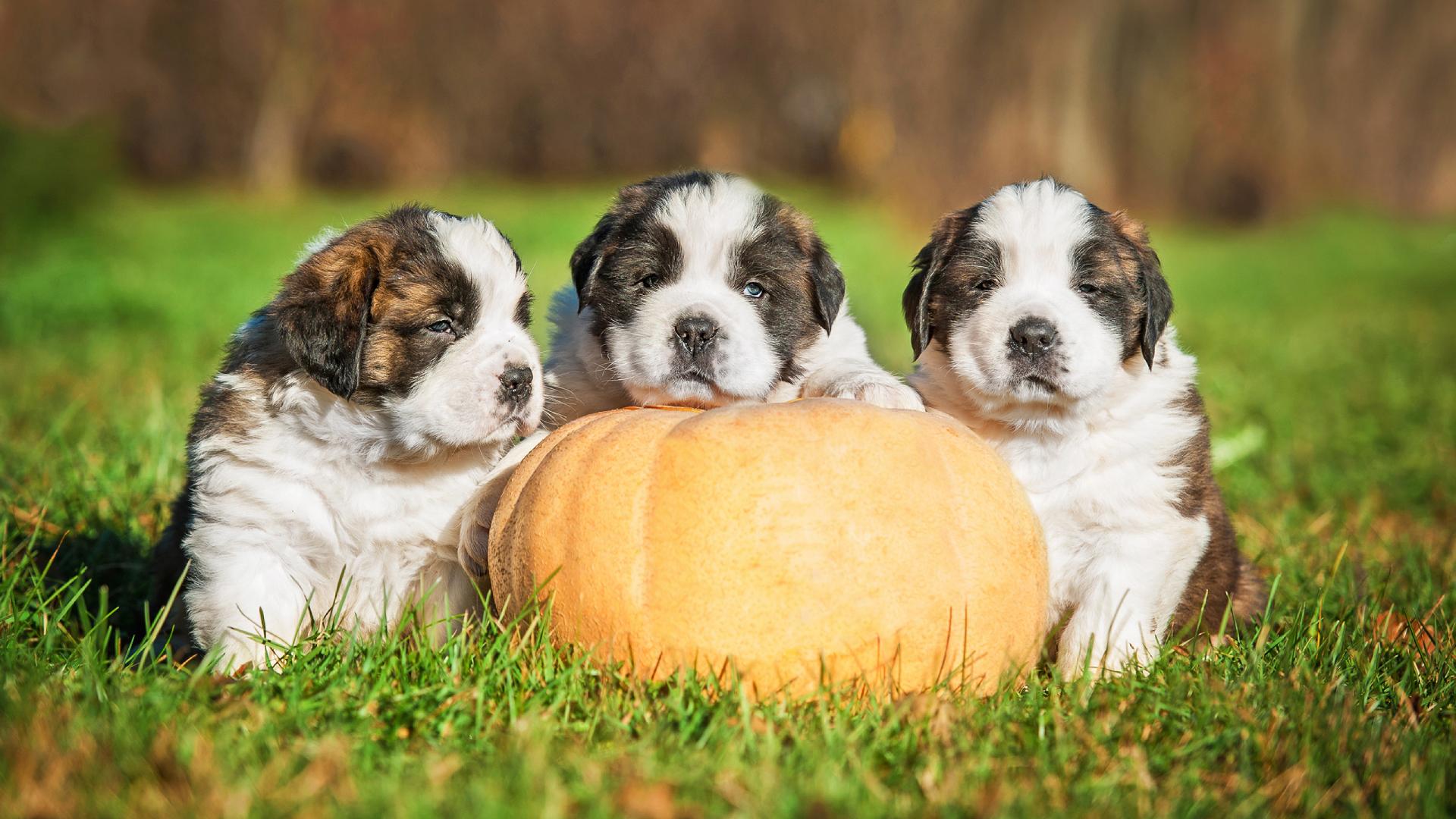 puppies sitting by a pumpkin